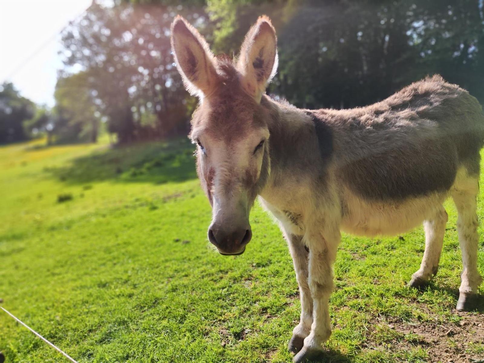 La Mini Maison Du Lama リバン エクステリア 写真
