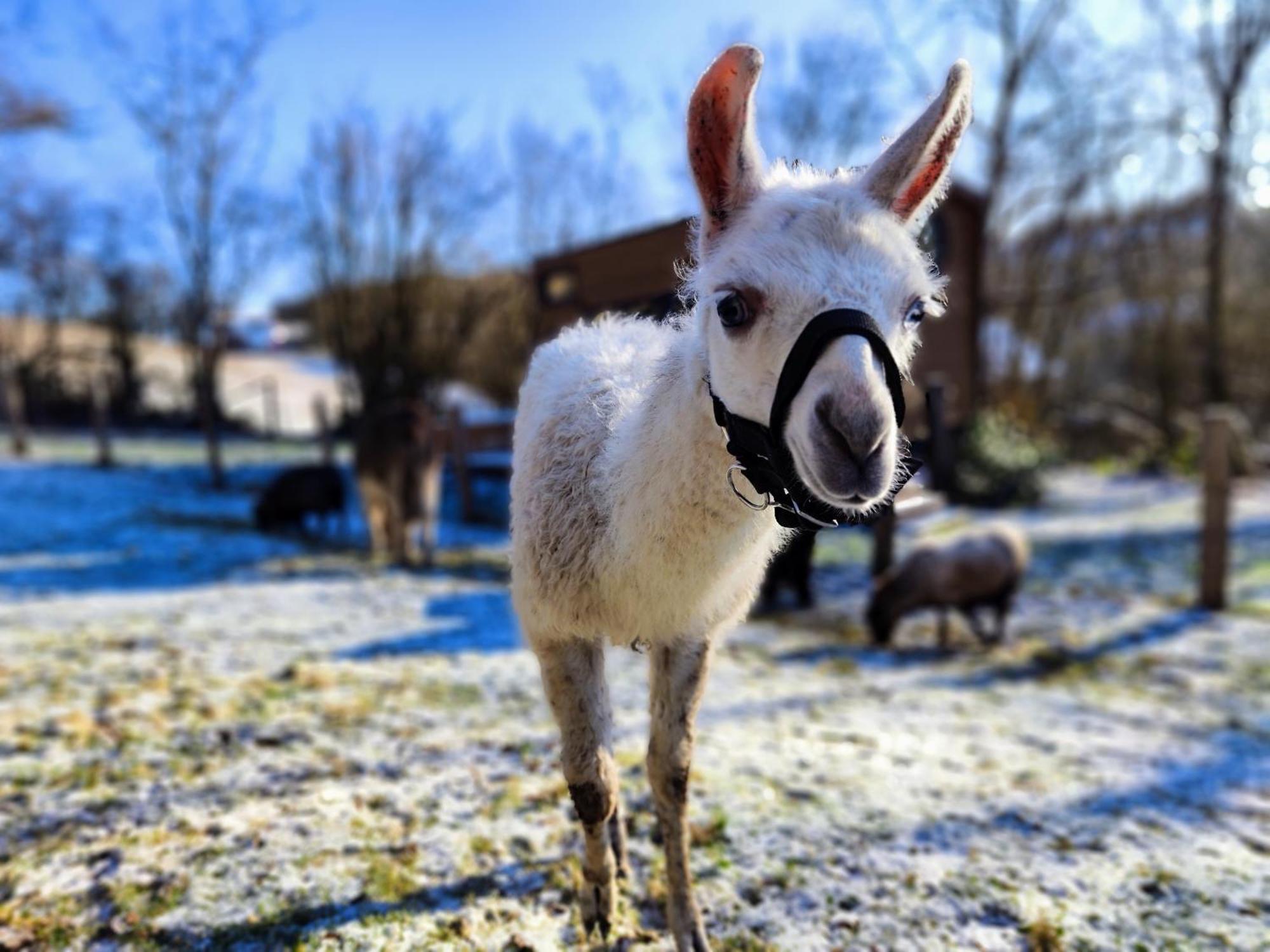 La Mini Maison Du Lama リバン エクステリア 写真